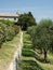 Franche olive garden
