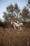 Francia, Camargue, Saintes- Maries- de- la- Mer,