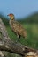 FRANCOLIN A COU JAUNE francolinus leucoscepus