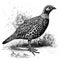 Francolin I Antique Bird Illustrations