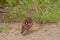 Francolin park kruger south africa reserves and protected airs of africa