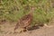 Francolin park kruger south africa reserves and protected airs of africa