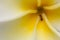 Frangipani and ant in macro view