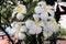 Frangipani, beautiful white flower of Thailand