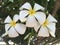 Frangipani blooms, Australia