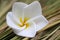 Frangipani on dried grass