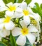 Frangipani flower