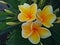 Frangipani flower or Balinese people call it Jepun Cendana has a fragrant and distinctive smell