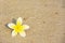 Frangipani Flower on the Beach