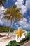 Frangipani flower, beach and palm tree