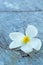 Frangipani flower beauty on stone