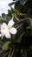 Frangipani flower being eaten by worm