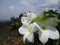 Frangipani flower blooms in the hilly city of Blora,Central Java.