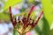 Frangipani flower buds or plumeria