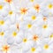 Frangipani flower, design for background