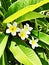 Frangipani flower in the garden, Mauritius Island