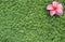 Frangipani flower on grass