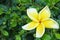 Frangipani flower on hokkien tea fence