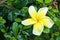 Frangipani flower on hokkien tea fence