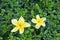 Frangipani flower on hokkien tea fence