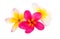 frangipani flower isolated