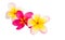 frangipani flower isolated