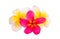 frangipani flower isolated