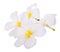 Frangipani flower isolated on white backgrounds