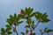 frangipani flower ornamental plants