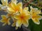 Frangipani flower or plumeria flower with blur leaves background