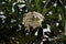 Frangipani flower or Plumeria,  flowering plants with aroma