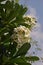 Frangipani flower or Plumeria,  flowering plants with aroma