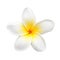 Frangipani Flower or Plumeria Isolated on White