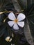 frangipani flower or plumeria obtusa flower or Singapore graveyard flower