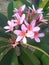 frangipani flower plumeria pink japan bali