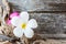 Frangipani flower (Plumeria) on wood