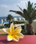 Frangipani flower on a red handrail on a background of pool, sea, palm trees