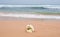 Frangipani flower on the sand