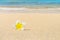 Frangipani flower on the sand
