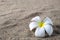 Frangipani flower on a sand beach