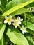 Frangipani flower / Tiare flower, in a rainforest of Mauritius Island