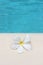 Frangipani flower tropical poolside background with copy space stock photo photograph image picture