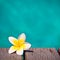 Frangipani flower, turquoise water