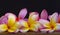 Frangipani flower on wood