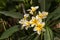 Frangipani flowers