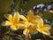 Frangipani flowers that bloom on bright mornings 2