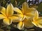 Frangipani flowers that bloom on bright mornings
