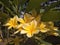 Frangipani flowers that bloom on bright mornings 3