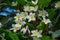 Frangipani flowers blooming on a branch