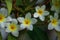 Frangipani flowers blooming on a branch